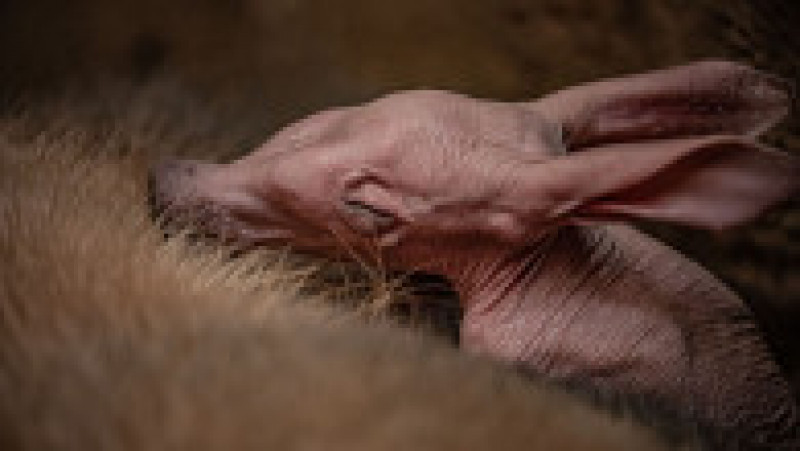 Dobby, primul pui de aardvark care se naște în grădina zoologică din Chester. Foto: Profimedia Images | Poza 5 din 14