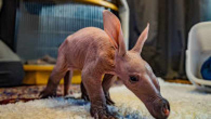 Puiul de aardvark a primit numele Dobby pentru că seamănă cu personajul cu urechi clăpăuge care apare în seria de romane și filme de mare succes „Harry Potter”. Profimedia Images | Poza 1 din 14