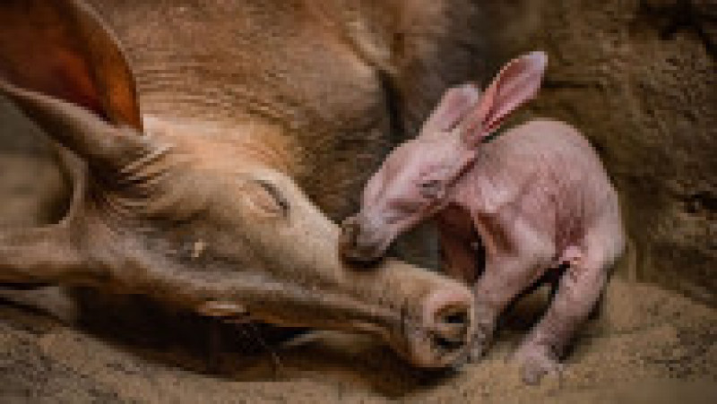 În afară de Dobby, mai există doar 109 specimene de aardvark ținute în captivitate în grădinile zoologice din toată lumea, dintre care 66 se află în Europa. Foto: Profimedia Images | Poza 12 din 14