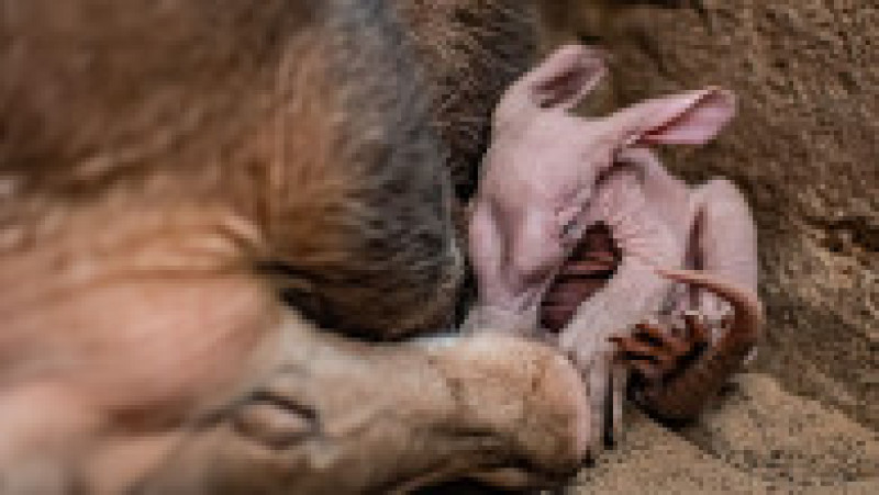 Dobby, primul pui de aardvark care se naște în grădina zoologică din Chester. Foto: Profimedia Images | Poza 11 din 14