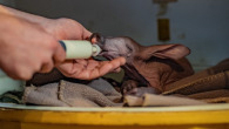 Dobby trebuie hrănit de îngrijitori zi și noapte pentru a i se asigura supraviețuirea. Foto: Profimedia Images | Poza 3 din 14