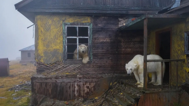 Urșii polari au ocupat fosta stație meteo sovietică și se plimbă în voie prin clădirile abandonate. Sursă Foto: Captură Twitter/@accuweather/Fotograf: Dmitri Kokh