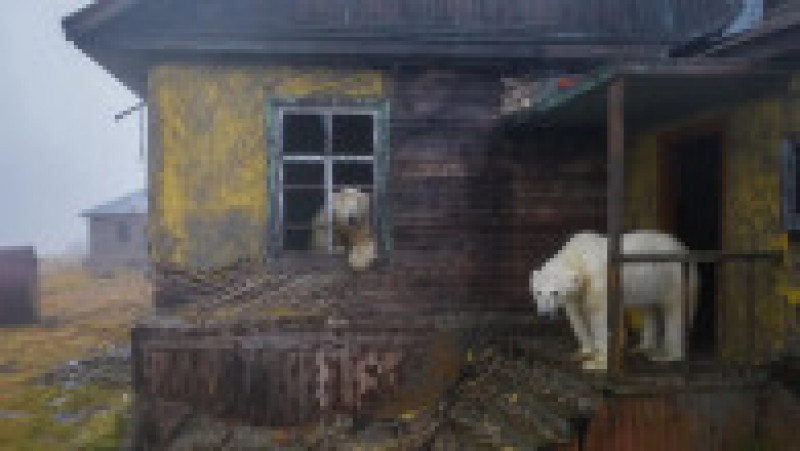 Urșii polari au ocupat fosta stație meteo sovietică și se plimbă în voie prin clădirile abandonate. Sursă Foto: Captură Twitter/@accuweather/Fotograf: Dmitri Kokh | Poza 1 din 8