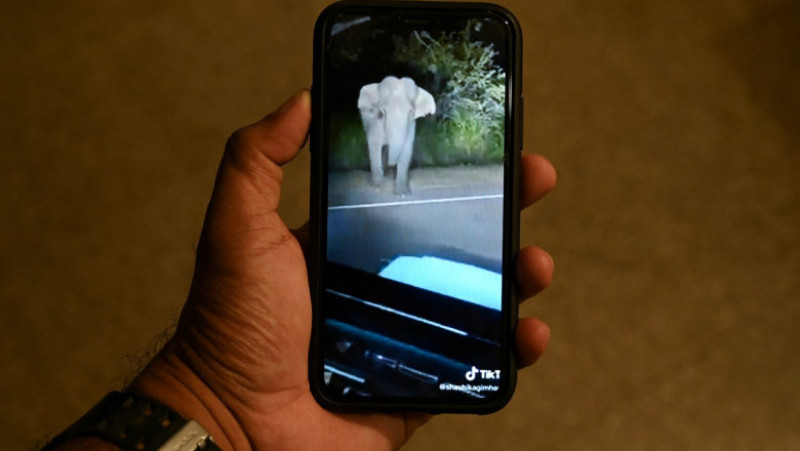 Bărbatul a postat un filmuleţ al întâlnirii cu elefantul pe Facebook şi TikTok. Foto: Profimedia Images