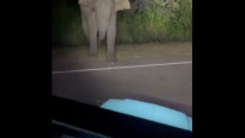 Bărbatul a postat un filmuleţ al întâlnirii cu elefantul pe Facebook şi TikTok. Foto: Captură Twitter | Poza 3 din 4