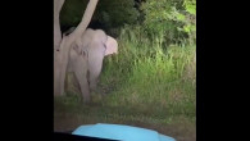 Bărbatul a postat un filmuleţ al întâlnirii cu elefantul pe Facebook şi TikTok. Foto: Captură Twitter | Poza 4 din 4