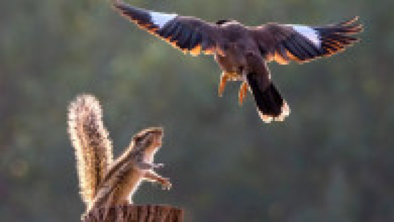 Lupta dintre cele două vietăți are loc zilnic în curtea lui Anuj Jain. Foto: Profimedia | Poza 3 din 9