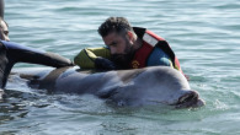 Un cetaceu a eşuat pe coasta Atenei luna trecută şi a murit câteva zile mai târziu. Foto: Profimedia Images | Poza 2 din 6