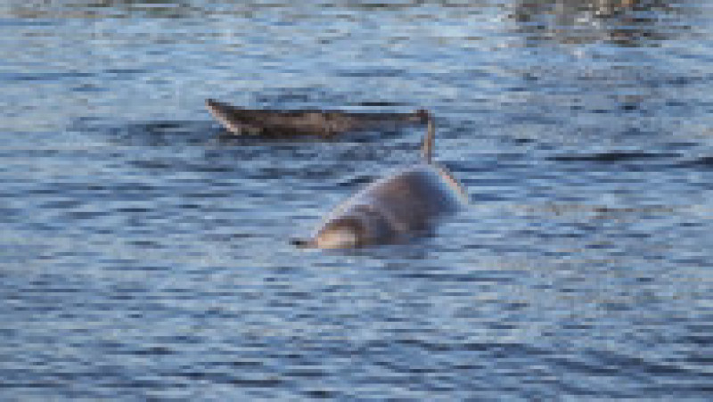 Un cetaceu a eşuat pe coasta Atenei luna trecută şi a murit câteva zile mai târziu. Foto: Profimedia Images | Poza 4 din 6