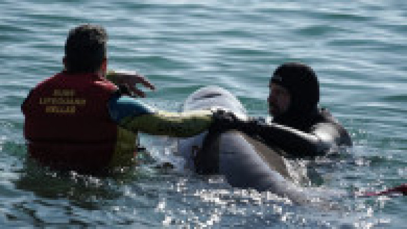 Un cetaceu a eşuat pe coasta Atenei luna trecută şi a murit câteva zile mai târziu. Foto: Profimedia Images | Poza 5 din 6