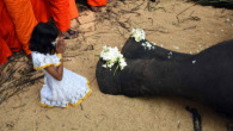 Sri Lanka este în doliu după moartea elefantului sacru Nadungamuwa Vijaya Raja. Sursa foto: Profimedia Images | Poza 13 din 13