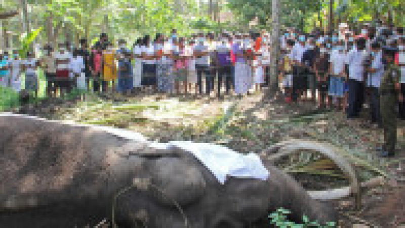 Sri Lanka este în doliu după moartea elefantului sacru Nadungamuwa Vijaya Raja. Sursa foto: Profimedia Images | Poza 1 din 13
