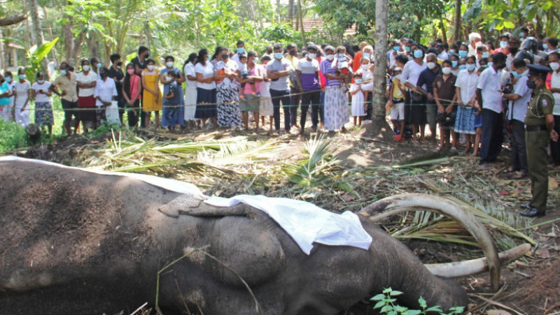 Sri Lanka este în doliu după moartea elefantului sacru Nadungamuwa Vijaya Raja. Sursa foto: Profimedia Images
