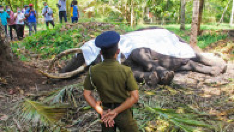 Sri Lanka este în doliu după moartea elefantului sacru Nadungamuwa Vijaya Raja. Sursa foto: Profimedia Images | Poza 2 din 13