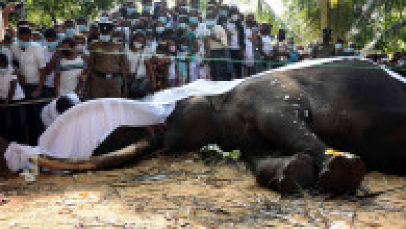 Sri Lanka este în doliu după moartea elefantului sacru Nadungamuwa Vijaya Raja. Sursa foto: Profimedia Images | Poza 10 din 13