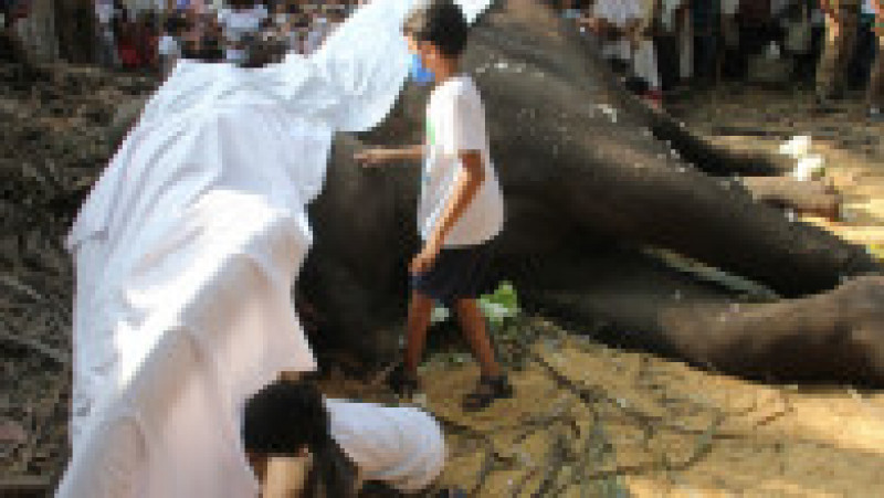 Sri Lanka este în doliu după moartea elefantului sacru Nadungamuwa Vijaya Raja. Sursa foto: Profimedia Images | Poza 7 din 13