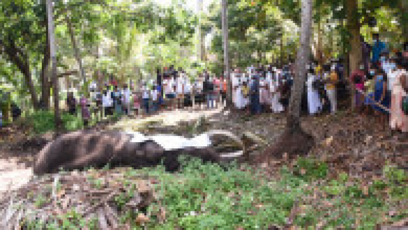 Sri Lanka este în doliu după moartea elefantului sacru Nadungamuwa Vijaya Raja. Sursa foto: Profimedia Images | Poza 8 din 13