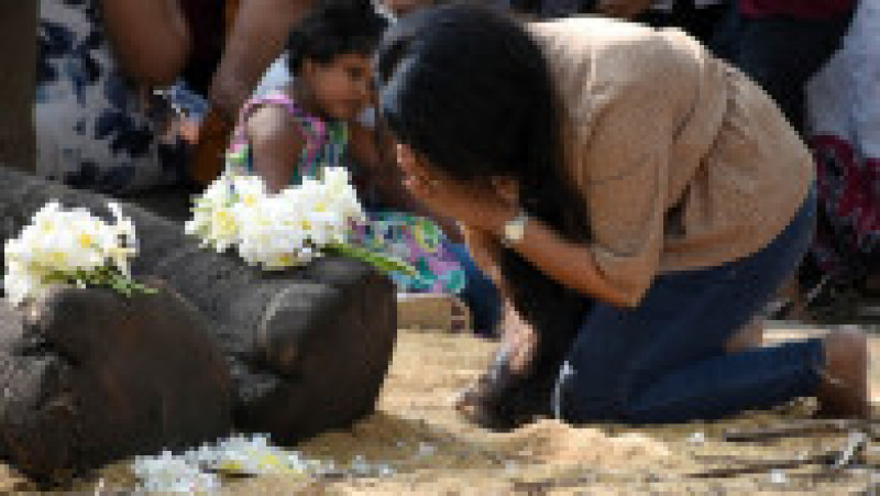Sri Lanka este în doliu după moartea elefantului sacru Nadungamuwa Vijaya Raja. Sursa foto: Profimedia Images | Poza 12 din 13