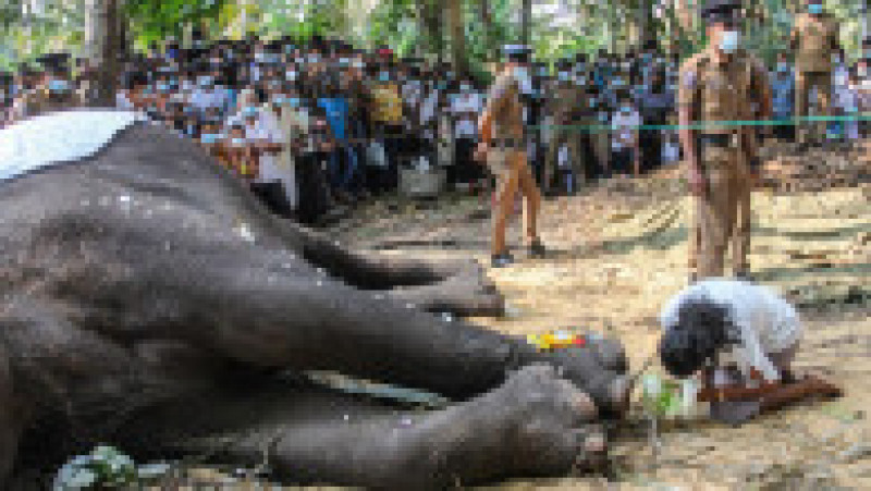 Sri Lanka este în doliu după moartea elefantului sacru Nadungamuwa Vijaya Raja. Sursa foto: Profimedia Images | Poza 6 din 13