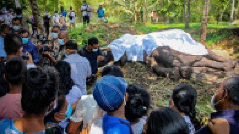 Sri Lanka este în doliu după moartea elefantului sacru Nadungamuwa Vijaya Raja. Sursa foto: Profimedia Images | Poza 3 din 13