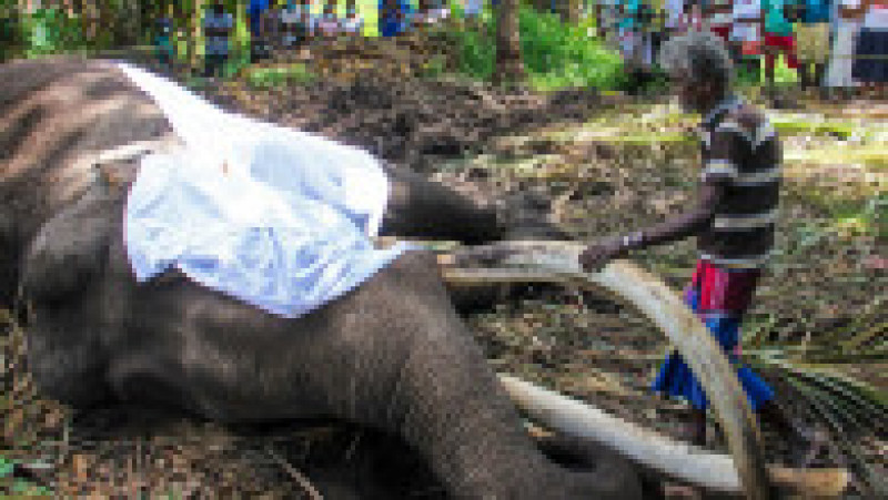 Sri Lanka este în doliu după moartea elefantului sacru Nadungamuwa Vijaya Raja. Sursa foto: Profimedia Images | Poza 4 din 13