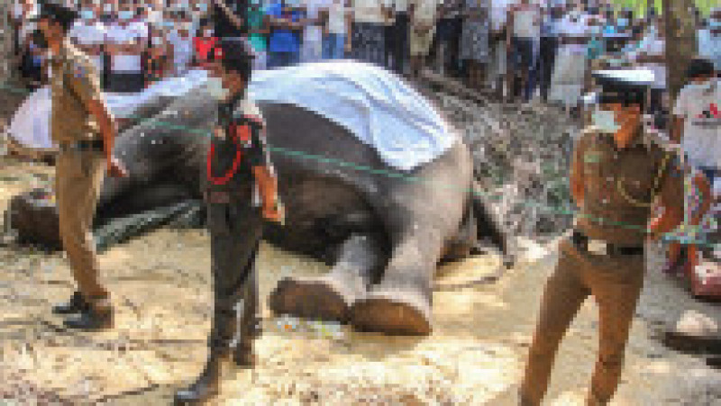 Sri Lanka este în doliu după moartea elefantului sacru Nadungamuwa Vijaya Raja. Sursa foto: Profimedia Images | Poza 5 din 13