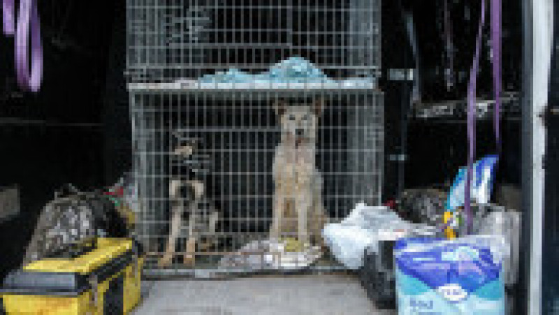 Adăpost de câini. Foto: Profimedia Images | Poza 11 din 11