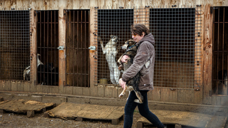 Voluntari ai centrului de ajutor pentru animale din orașul Uzhorod, aproape de granița vestică a Ucrainei, ajută animale salvate din regiunea Kiev. Foto de la adăpostul de animale „Toți avem a doua șansă”: Profimedia Images