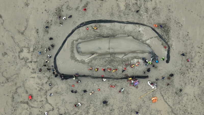 O balenă uriașă, de 70 de tone, a eșuat pe o plajă din China FOTO: Profimedia Images