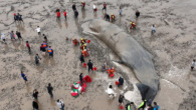 O balenă uriașă, de 70 de tone, a eșuat pe o plajă din China FOTO: Profimedia Images | Poza 4 din 5