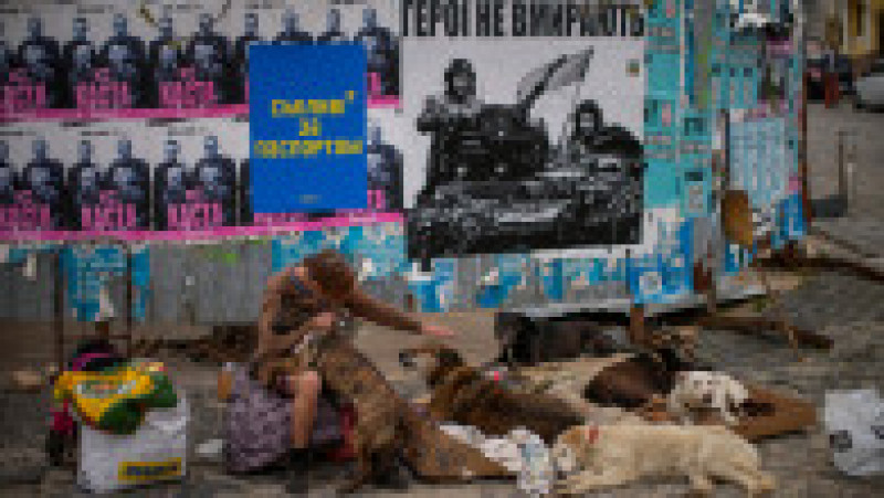 O ucraineancă pe nume Iryna, care lucrează ca voluntară într-un adăpost în care au fost mutați zeci de câini abandonați, cere ajutor financiar într-o piață din Kiev pentru a susține un centru pentru câini abandonați. Lângă ea este un afiș pe care scrie în ucraineană: „Eroii nu mor”. Foto: Profimedia Images | Poza 8 din 13