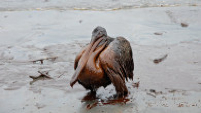 Poluare cu petrol în Golful Mexicului. Sursa foto: Profimedia Images | Poza 2 din 26