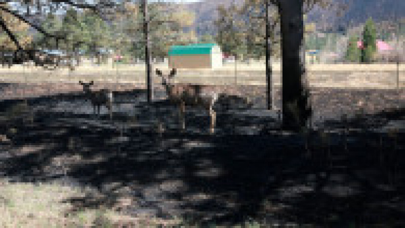 Incendiul de vegetație din New Mexico mistuie în continuare pădurile din statul american. FOTO: Profimedia Images | Poza 4 din 6