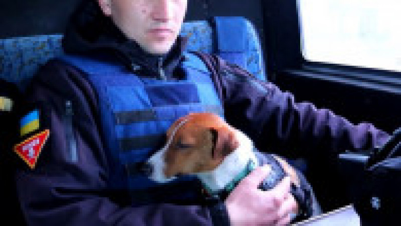 Câinile Patron este un Jack Russell Terrier, o rasă înzestrată pentru descoperirea explozibilului Foto: Profimedia Images | Poza 16 din 22