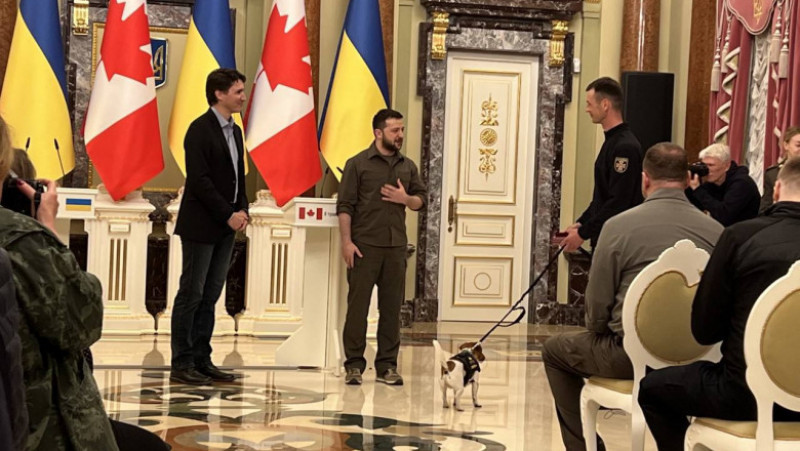 Câinele Patron, medaliat pentru devotament Foto: Deutsche Welle