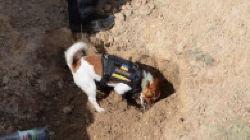 Câinele Patron în acțiune: caută explozibil Foto: Profimedia Images | Poza 9 din 22