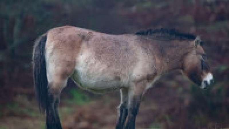 Oamenii de știință au folosit aceeași metodă ca să cloneze un cal Przewalski, o specie considerată a fi ultimul cal cu adevărat „sălbatic” - procesul a costat 60.000 de dolari. Foto: Profimedia Images | Poza 16 din 18