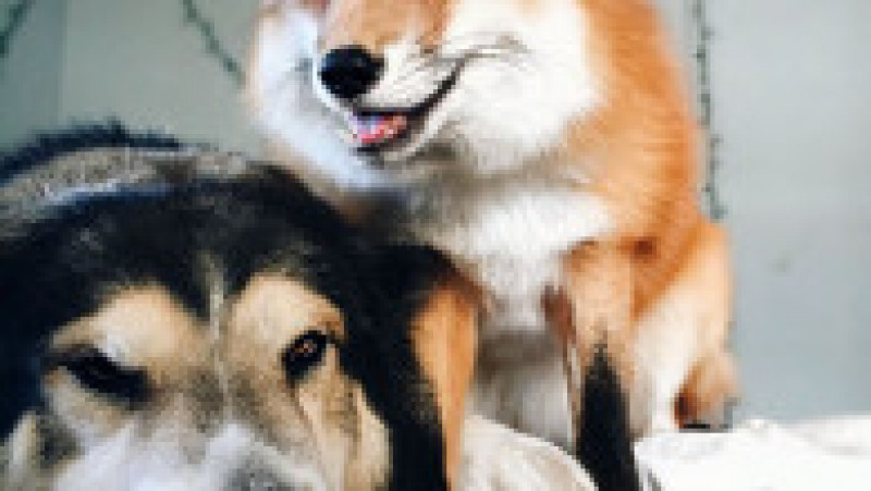 juniper-pet-fox-dog-friendship-moose-2 | Poza 12 din 12