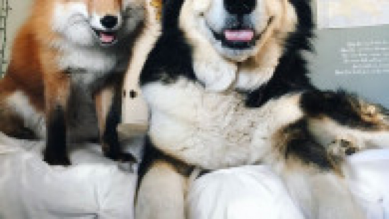 juniper-pet-fox-dog-friendship-moose-6 | Poza 9 din 12