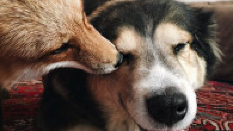 juniper-pet-fox-dog-friendship-moose-12 | Poza 8 din 12