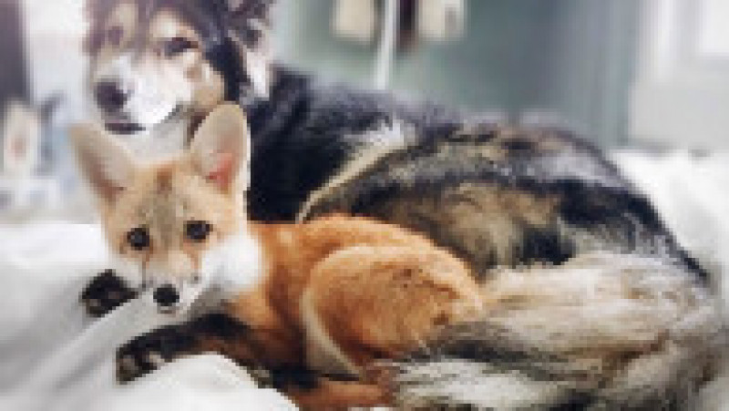 juniper-pet-fox-dog-friendship-moose-1 | Poza 11 din 12