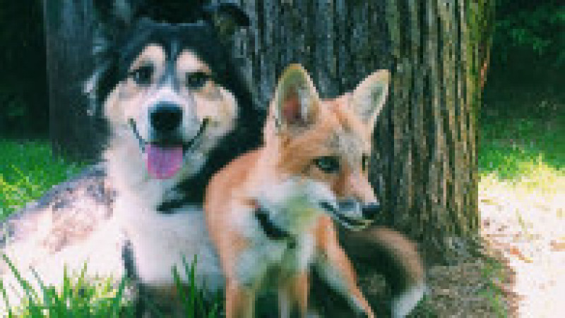 juniper-pet-fox-dog-friendship-moose-9 | Poza 10 din 12