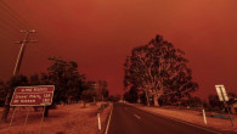Pădure arsă în Australia. FOTO: Getty Images | Poza 5 din 13