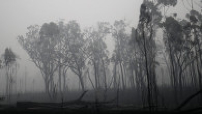 Pădure arsă în Australia. FOTO: Getty Images | Poza 4 din 13