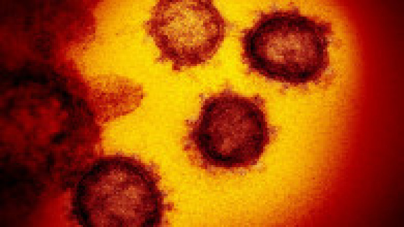 coronavirus1 | Poza 3 din 3