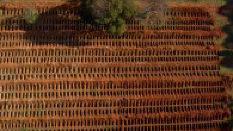 Sute de morminte proaspăt săpate pentru morții de Covid, în Brazilia FOTO: Profimedia Images | Poza 2 din 6