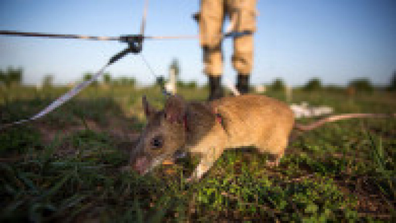Un șobolan este dresat de organizația APOPO să caute mine și explozibili în Cambodgia. Sursa foto: Taylor Weidman/Getty Images | Poza 12 din 12