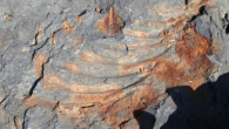 Trei copii din Rusia au găsit rămășițele unui ihtiosaur FOTO: Profimedia Images | Poza 3 din 4