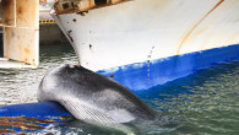 Balenă de 12 metri agățată și ucisă de un feribot, în Japonia. FOTO: Profimedia Images | Poza 4 din 4