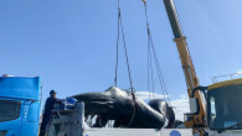 Balenă de 12 metri agățată și ucisă de un feribot, în Japonia. FOTO: Profimedia Images | Poza 1 din 4